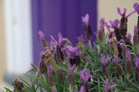The Purple Door on Seaview