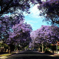 Book Wayville Accommodation Vacations Accommodation Newcastle Accommodation Newcastle