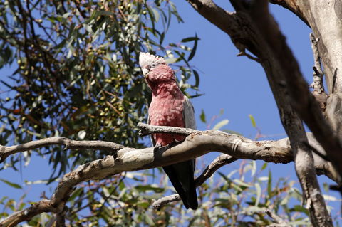 Cape Jervis Holiday Units - Accommodation Newcastle 5