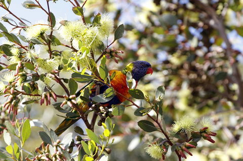 Cape Jervis Holiday Units - Accommodation Newcastle 11