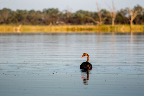 Discovery Parks - Lake Bonney - Accommodation Newcastle 36