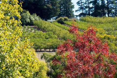 The Manor Basket Range - Accommodation Newcastle 16