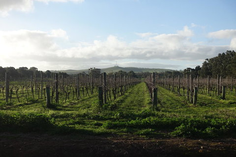 Amy\'s House Bed & Breakfast - Accommodation Newcastle 31