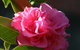 Pirralilla Estate Adelaide Hills - thumb 23