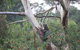 Pirralilla Estate Adelaide Hills - thumb 24