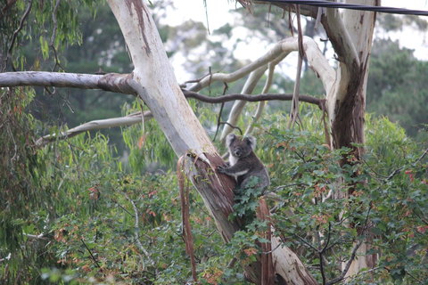 Pirralilla Estate Adelaide Hills - Accommodation Newcastle 24