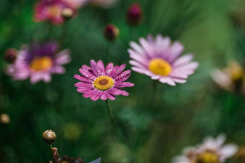 The Floating Forest - Accommodation Newcastle 29