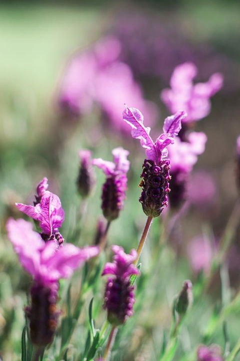 The Floating Forest - Accommodation Newcastle 31
