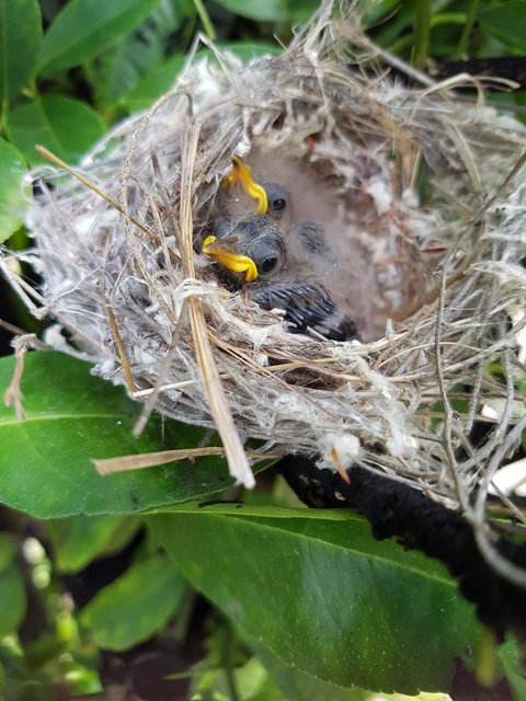 The Heights Bed & Breakfast - Accommodation Newcastle 2