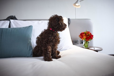 Hotel Indigo Sydney Potts Point, An IHG Hotel - Accommodation Newcastle 28