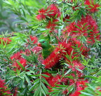 Bottlebrush B  B - Accommodation Newcastle