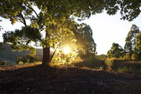 Book Possum Brush Accommodation Vacations Accommodation Newcastle Accommodation Newcastle