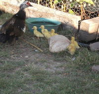 Corella Creek Country Farm Stay - Accommodation Newcastle