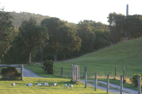 Driftwood Villas - Accommodation Newcastle 1