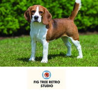 Fig Tree Retro Studio - Accommodation Newcastle