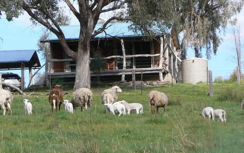 Gaddleen Grove Cottages - Accommodation Newcastle 0