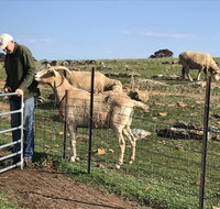 Gilgraves Vineyard Farmstay