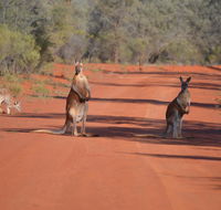 Gundabooka National Park Cottages - Accommodation Newcastle