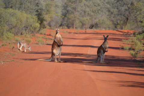 Gundabooka National Park Cottages - Accommodation Newcastle 0