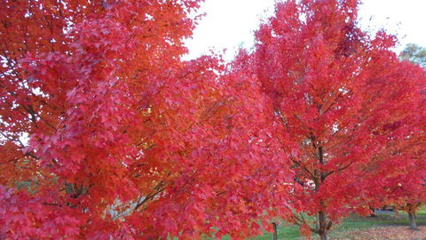 HEALESVILLE GETAWAY - Accommodation Newcastle 0
