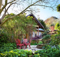 Hills End Camellia - Accommodation Newcastle