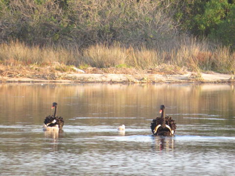 Lakes Waterfront Motel And Cottages With King Beds - Accommodation Newcastle 1