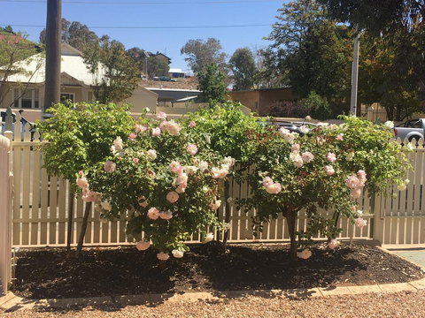 Maeville Cottage - Accommodation Newcastle 3