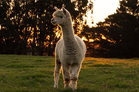 Celestine Retreat - Accommodation Newcastle 10