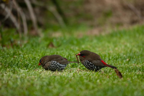 Celestine Retreat - Accommodation Newcastle 12