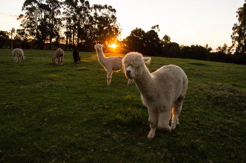 Celestine Retreat - Accommodation Newcastle 2