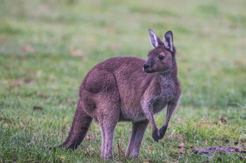 Celestine Retreat - Accommodation Newcastle 4