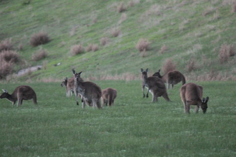 The Farmhouse - Accommodation Newcastle 14