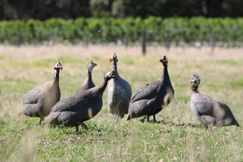 Windfall Estate Vineyard Cottage - Accommodation Newcastle 27