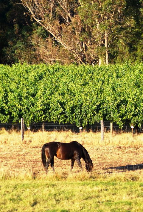 Windfall Estate Vineyard Cottage - Accommodation Newcastle 18