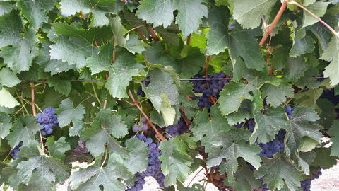 Windfall Estate Vineyard Cottage - Accommodation Newcastle 29