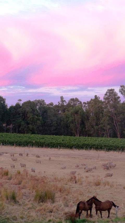 Windfall Estate Vineyard Cottage - Accommodation Newcastle 25