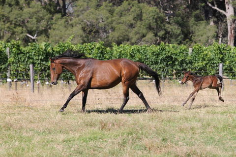 Windfall Estate Vineyard Cottage - Accommodation Newcastle 17