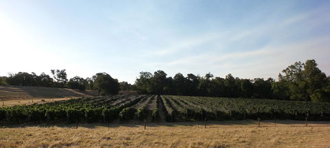 Windfall Estate Vineyard Cottage - Accommodation Newcastle 28