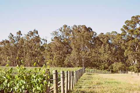 Windfall Estate Vineyard Cottage - Accommodation Newcastle 23