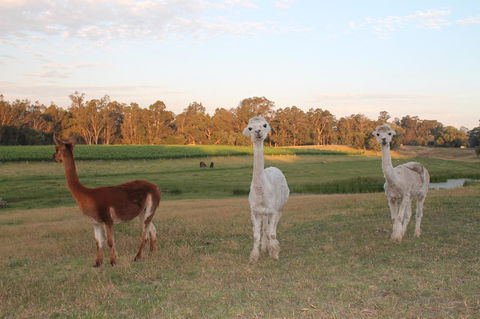 Windfall Estate Vineyard Cottage - Accommodation Newcastle 21