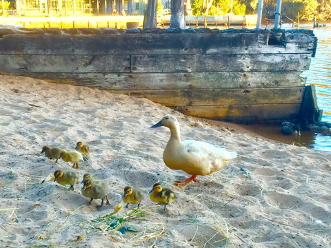 Wandering Geese Boutique Bed And Breakfast - Accommodation Newcastle 3