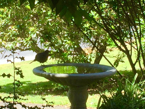 Wandering Geese Boutique Bed And Breakfast - Accommodation Newcastle 19