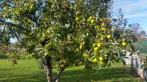 Grace Cottage - Accommodation Newcastle 11