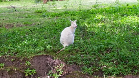 Bruny Ocean Cottage - Accommodation Newcastle 9