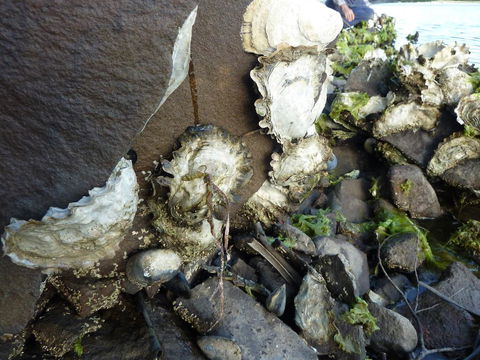 Oyster Shack - Accommodation Newcastle 3