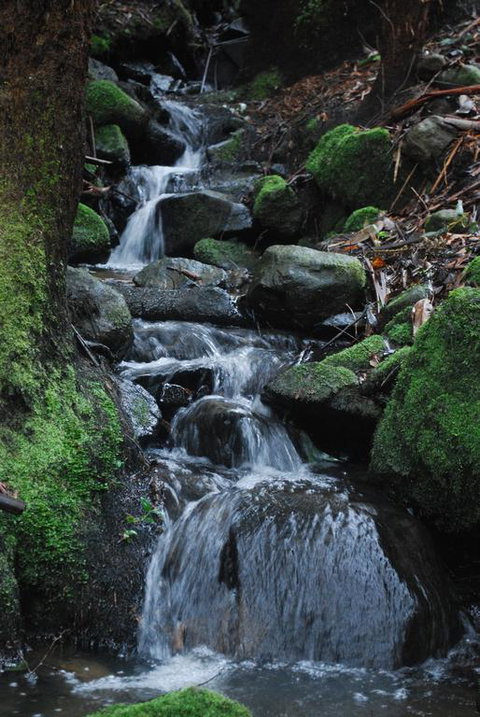 Rocky Creek Art Garden B&B - Accommodation Newcastle 3
