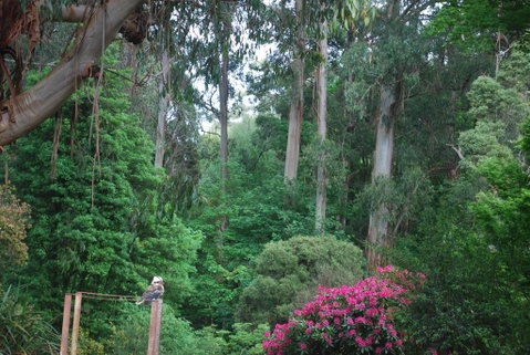 Rocky Creek Art Garden B&B - Accommodation Newcastle 2