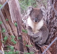 Stringybark Hills Retreat - Accommodation Newcastle