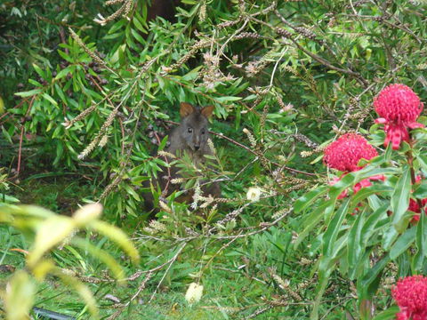 Southern Forest Accommodation - Accommodation Newcastle 12