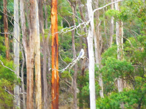 Quamby Pines Chalet - Accommodation Newcastle 11